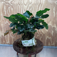 Pisces Enterprises One Only Anubias Coffeefolia Mother Plant (2)- Extra-special, Advanced Plant - One Only Anubias Mother Plants - Aquarium Plants Australia