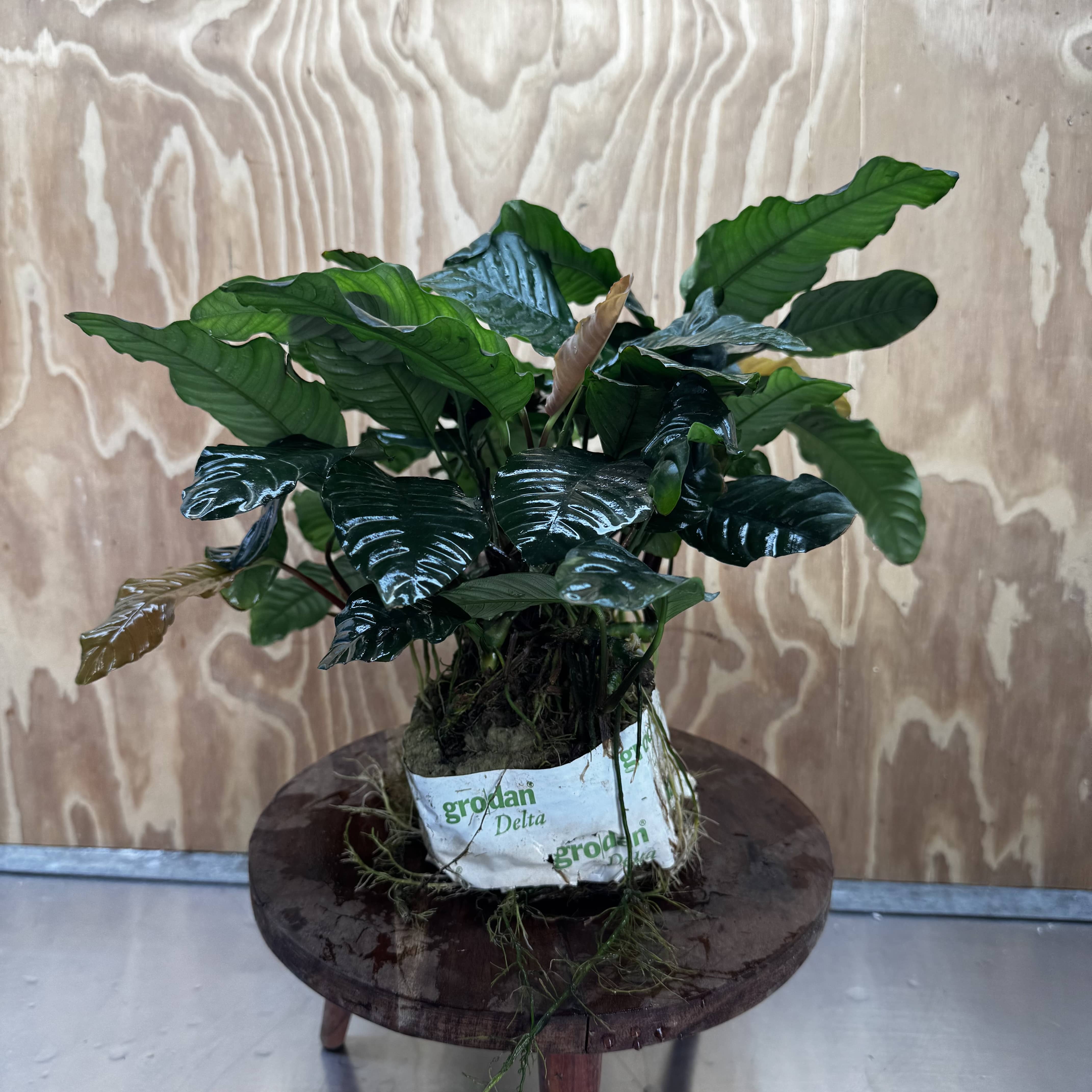 Pisces Enterprises One Only Anubias Coffeefolia Mother Plant (2)- Extra-special, Advanced Plant - One Only Anubias Mother Plants - Aquarium Plants Australia