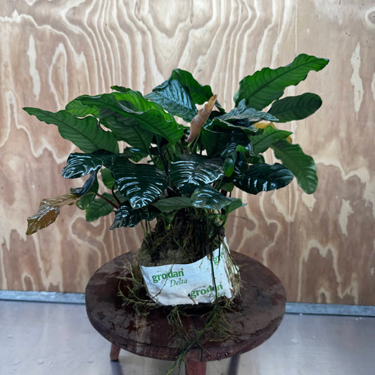Pisces Enterprises One Only Anubias Coffeefolia Mother Plant (2)- Extra-special, Advanced Plant - One Only Anubias Mother Plants - Aquarium Plants Australia