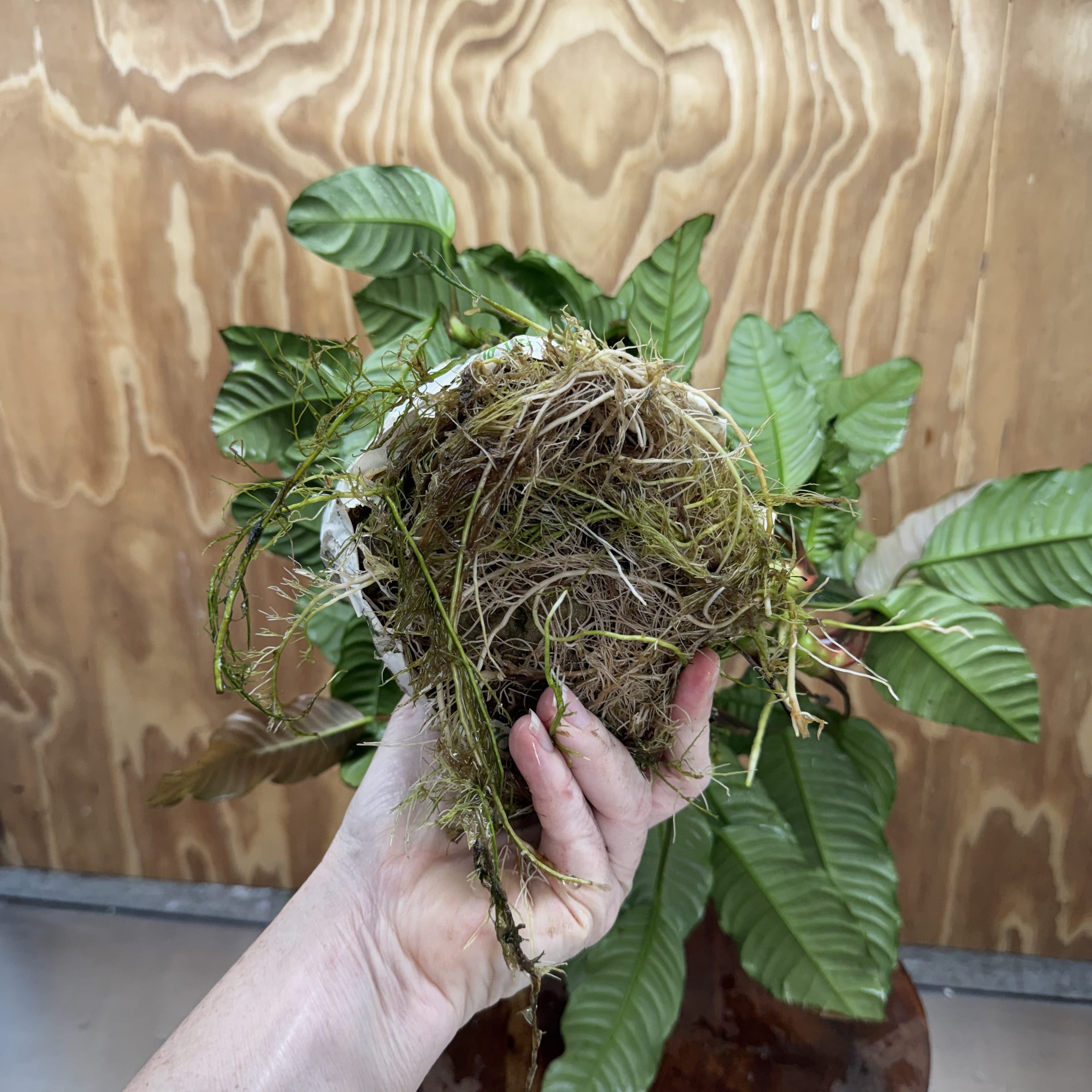 Pisces Enterprises One Only Anubias Coffeefolia Mother Plant (2)- Extra-special, Advanced Plant - One Only Anubias Mother Plants - Aquarium Plants Australia