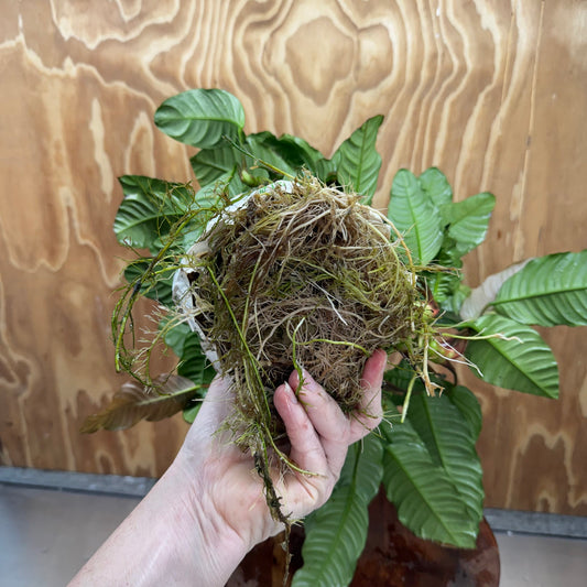 Pisces Enterprises One Only Anubias Coffeefolia Mother Plant (2)- Extra-special, Advanced Plant - One Only Anubias Mother Plants - Aquarium Plants Australia