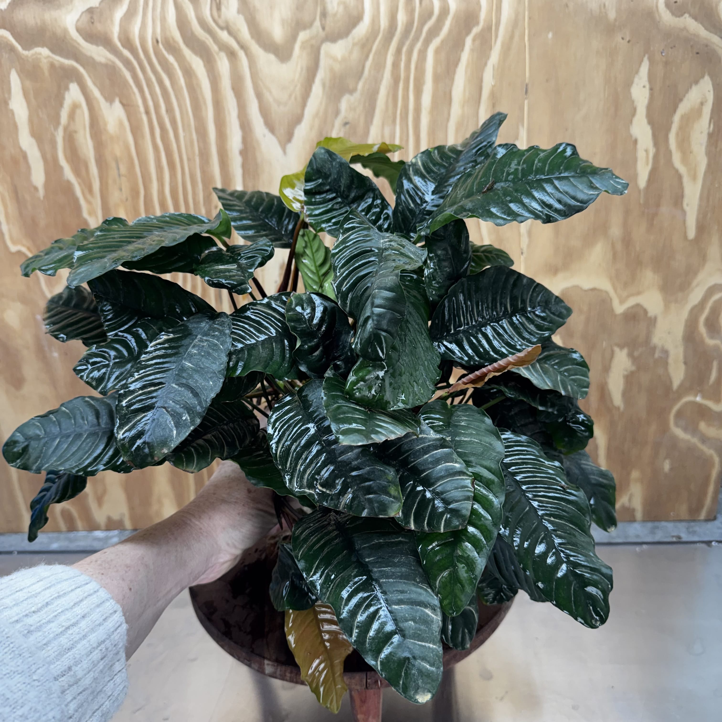 Pisces Enterprises One Only Anubias Coffeefolia Mother Plant (2)- Extra-special, Advanced Plant - One Only Anubias Mother Plants - Aquarium Plants Australia