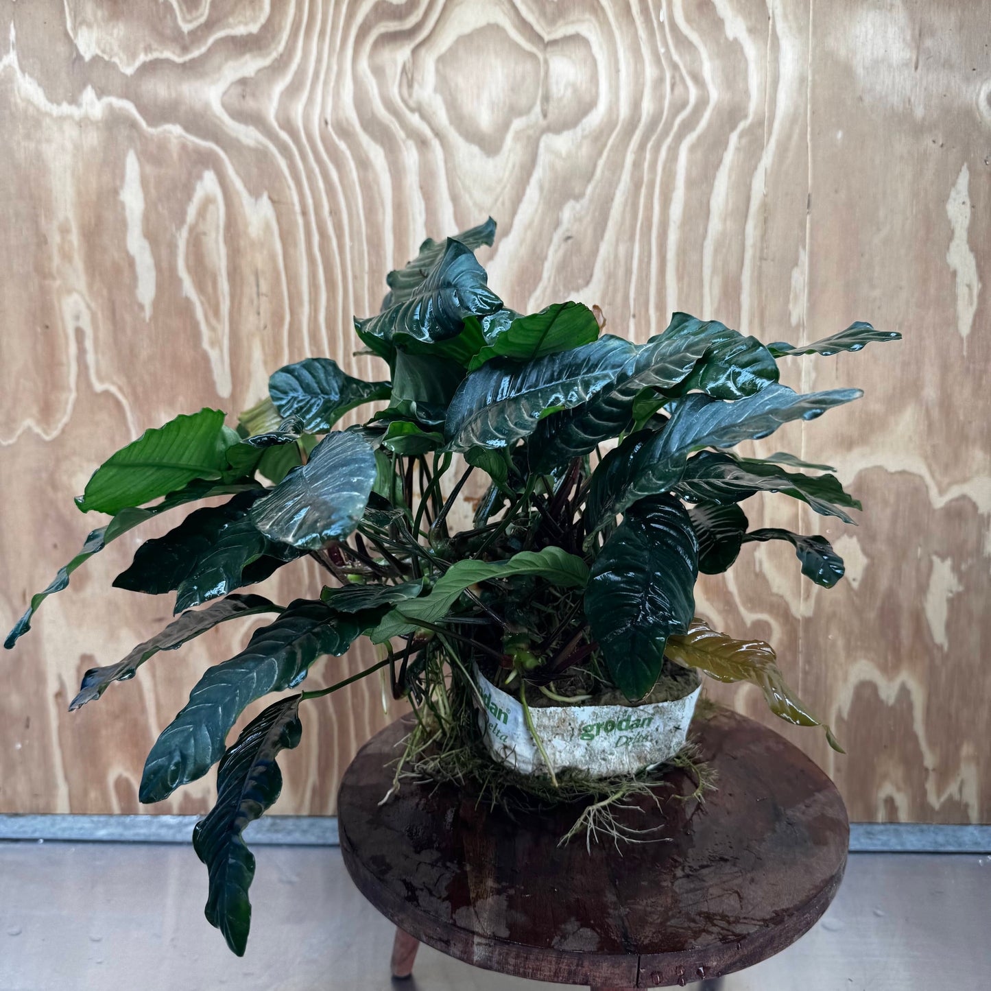 Pisces Enterprises One Only Anubias Coffeefolia Mother Plant (2)- Extra-special, Advanced Plant - One Only Anubias Mother Plants - Aquarium Plants Australia