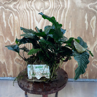Pisces Enterprises One Only Anubias Coffeefolia Mother Plant (2)- Extra-special, Advanced Plant - One Only Anubias Mother Plants - Aquarium Plants Australia