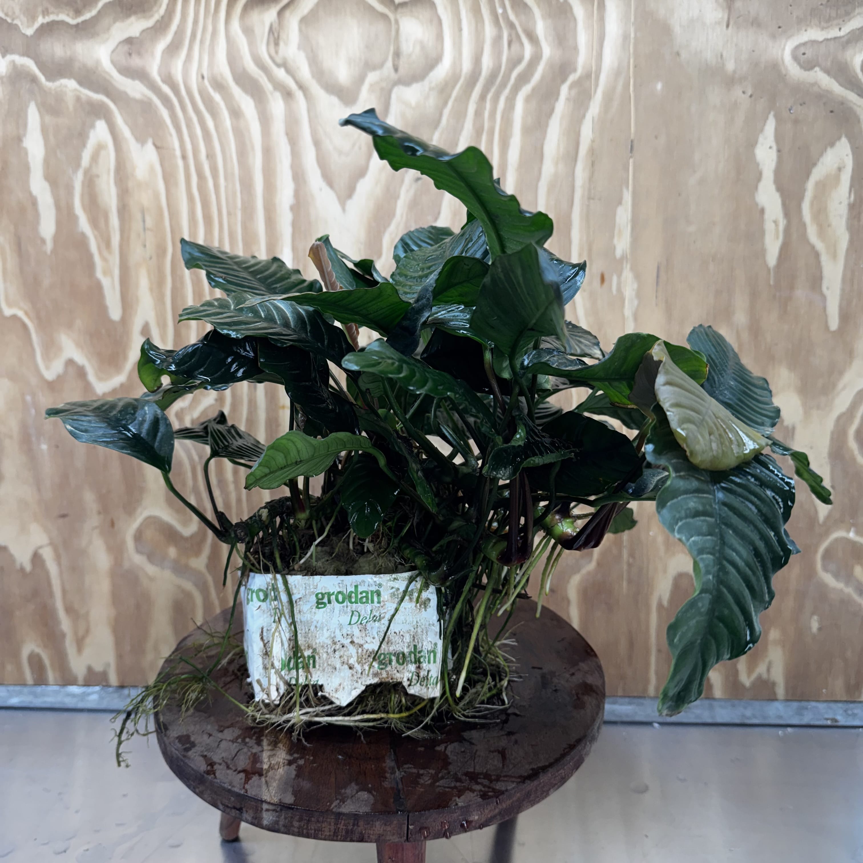 Pisces Enterprises One Only Anubias Coffeefolia Mother Plant (2)- Extra-special, Advanced Plant - One Only Anubias Mother Plants - Aquarium Plants Australia