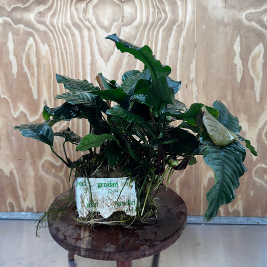 Pisces Enterprises One Only Anubias Coffeefolia Mother Plant (2)- Extra-special, Advanced Plant - One Only Anubias Mother Plants - Aquarium Plants Australia
