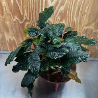 Pisces Enterprises One Only Anubias Coffeefolia Mother Plant (2)- Extra-special, Advanced Plant - One Only Anubias Mother Plants - Aquarium Plants Australia