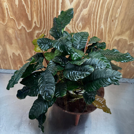 Pisces Enterprises One Only Anubias Coffeefolia Mother Plant (2)- Extra-special, Advanced Plant - One Only Anubias Mother Plants - Aquarium Plants Australia