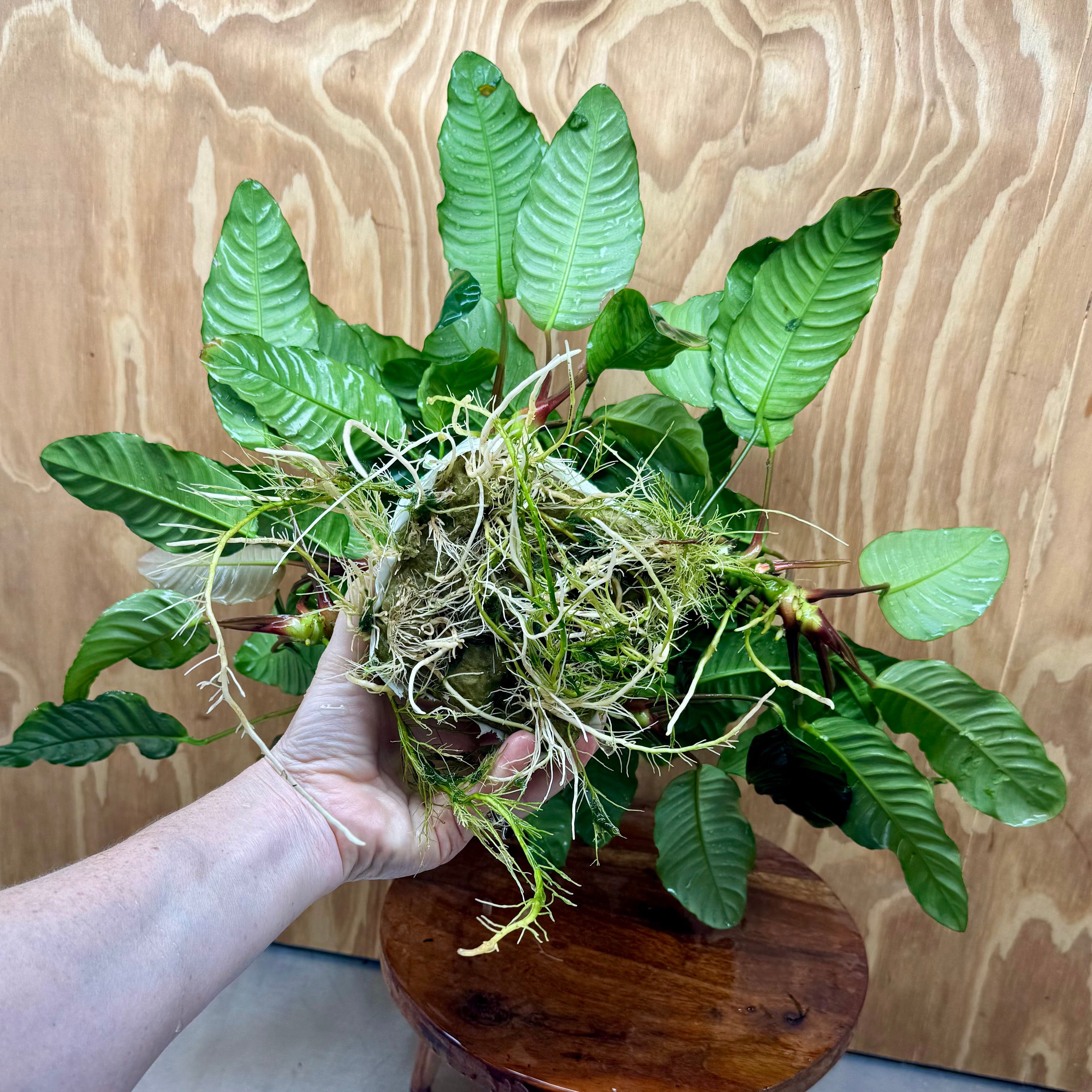 Pisces Enterprises One Only Anubias Coffeefolia Mother Plant - Extra-special, Advanced Plant - One only Anubias Mother Plants - Aquarium Plants Australia