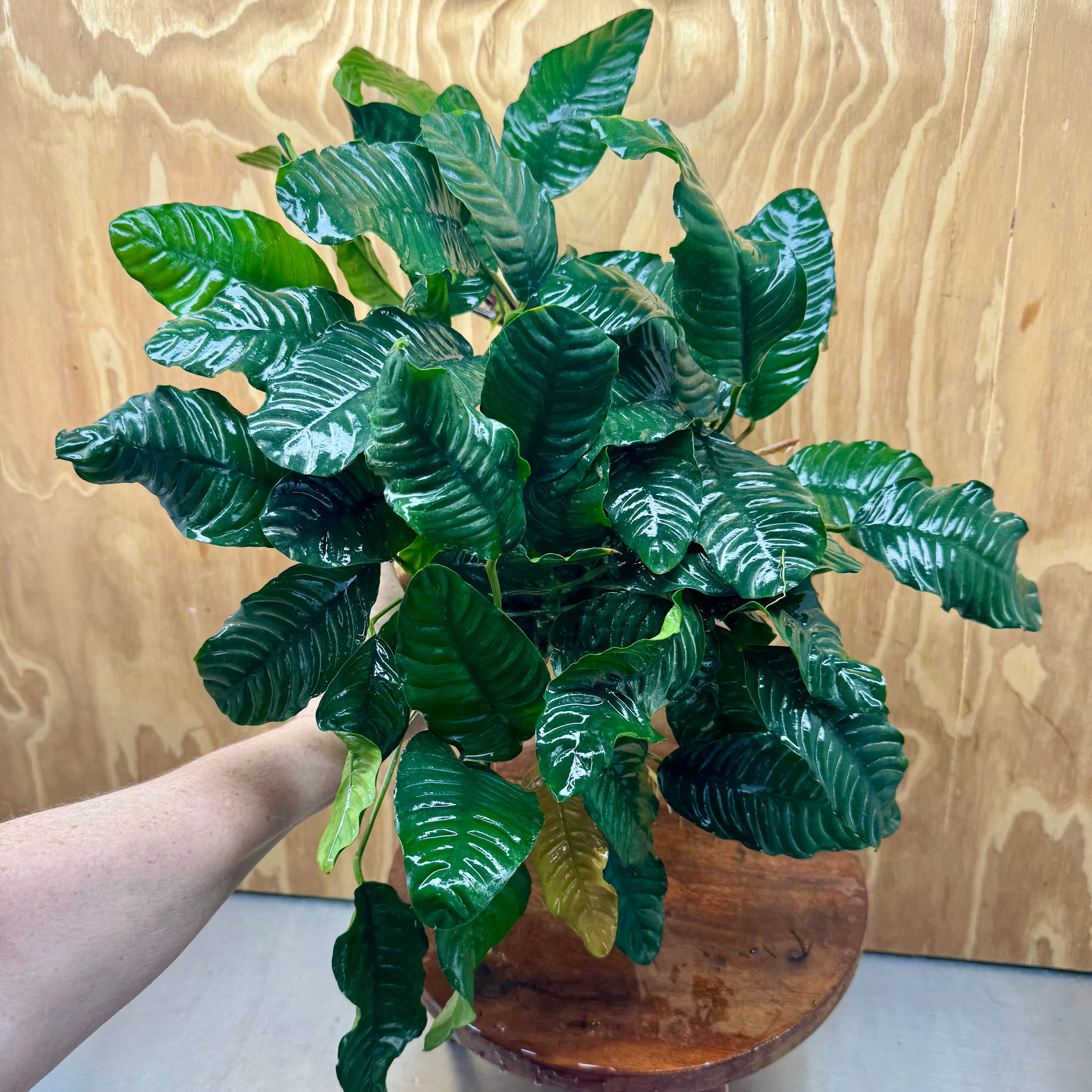 Pisces Enterprises One Only Anubias Coffeefolia Mother Plant - Extra-special, Advanced Plant - One only Anubias Mother Plants - Aquarium Plants Australia