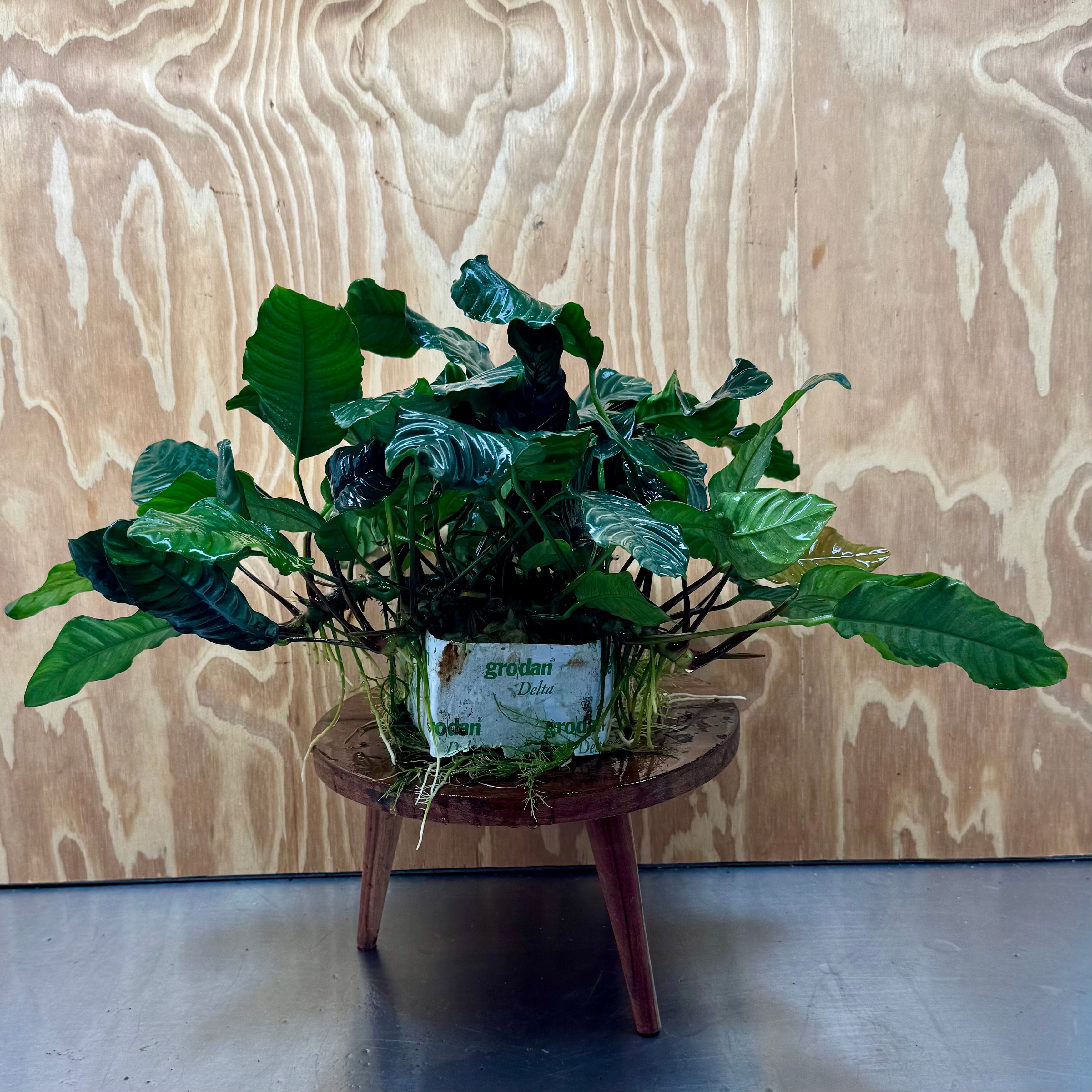 Pisces Enterprises One Only Anubias Coffeefolia Mother Plant - Extra-special, Advanced Plant - One only Anubias Mother Plants - Aquarium Plants Australia