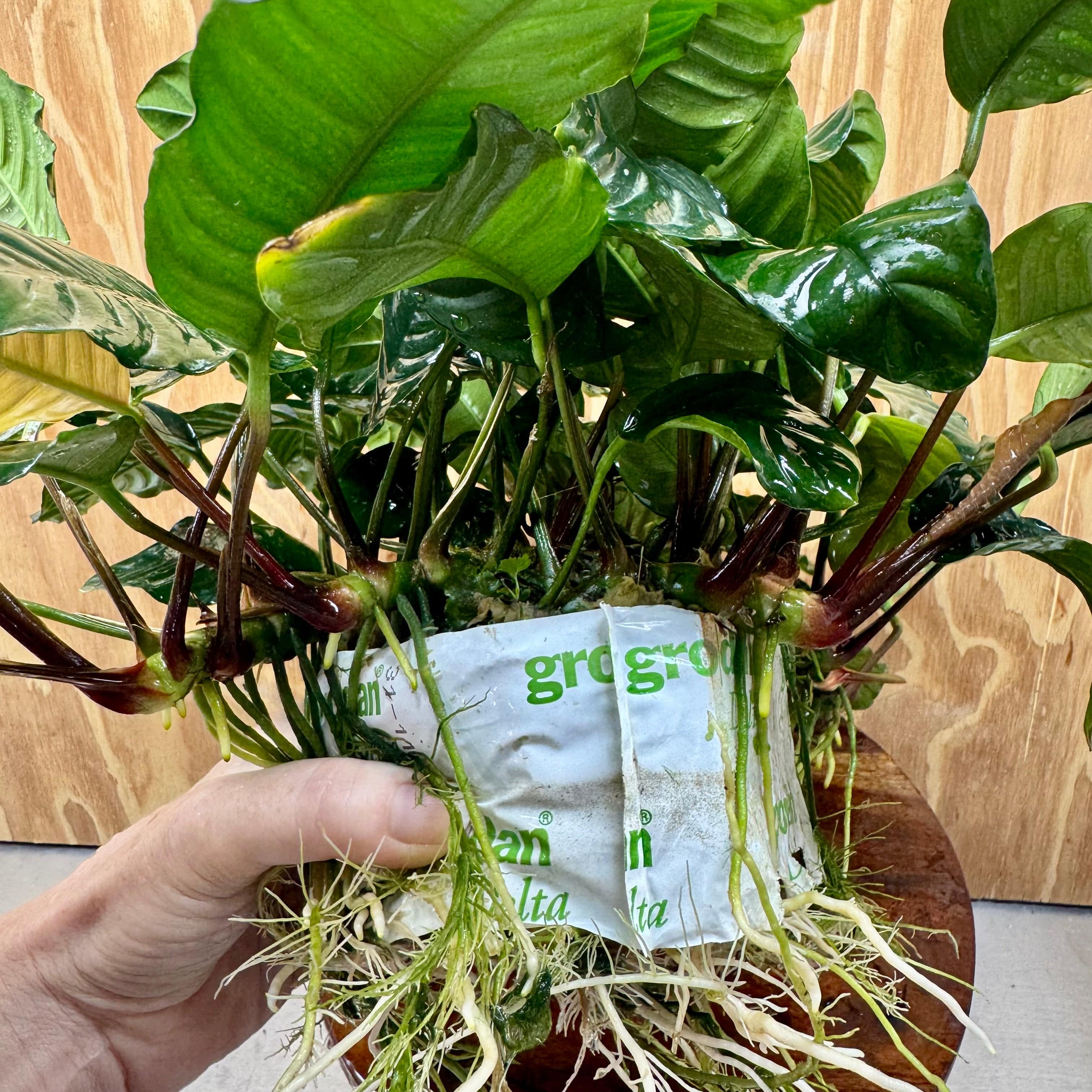 Pisces Enterprises One Only Anubias Coffeefolia Mother Plant - Extra-special, Advanced Plant - One only Anubias Mother Plants - Aquarium Plants Australia