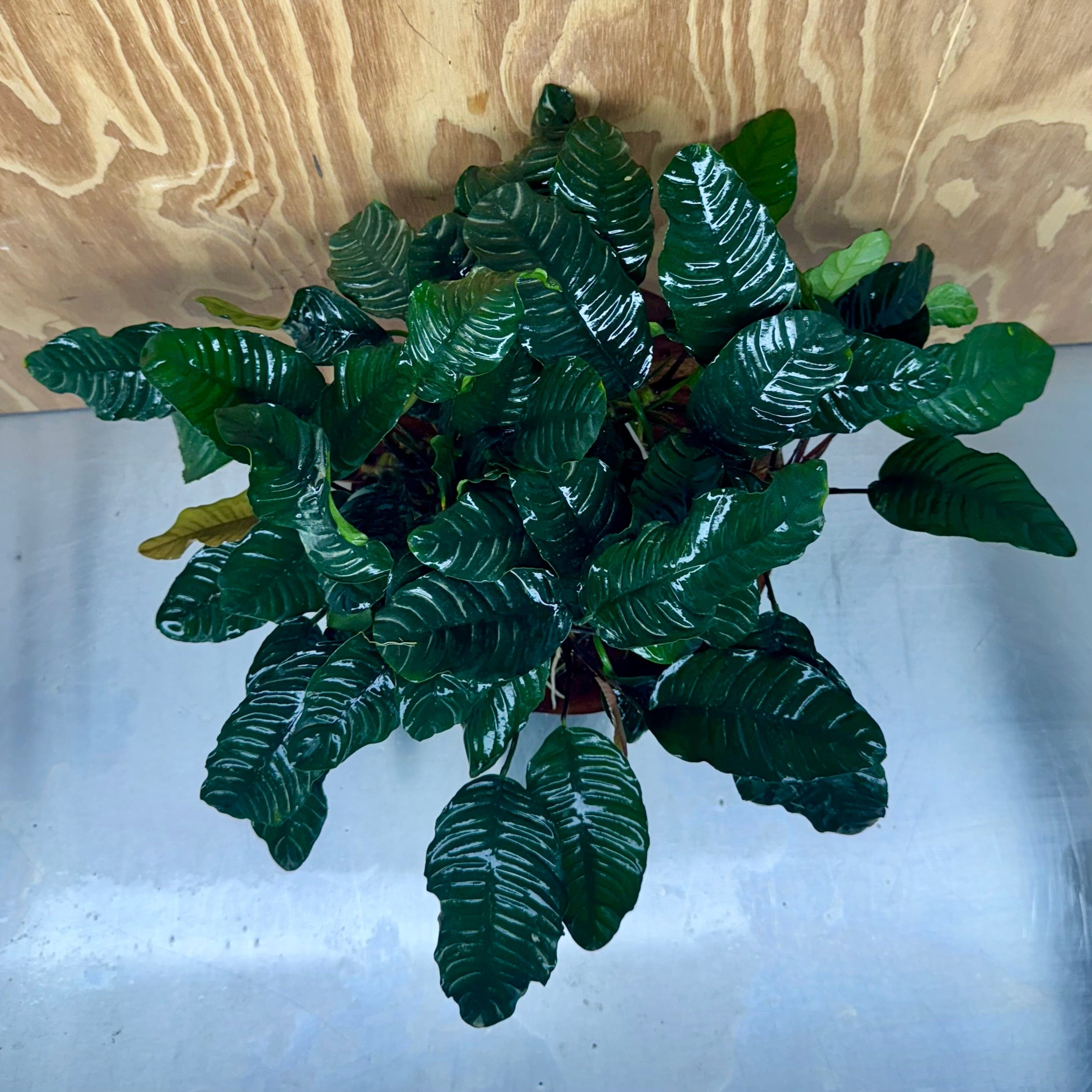 Pisces Enterprises One Only Anubias Coffeefolia Mother Plant - Extra-special, Advanced Plant - One only Anubias Mother Plants - Aquarium Plants Australia