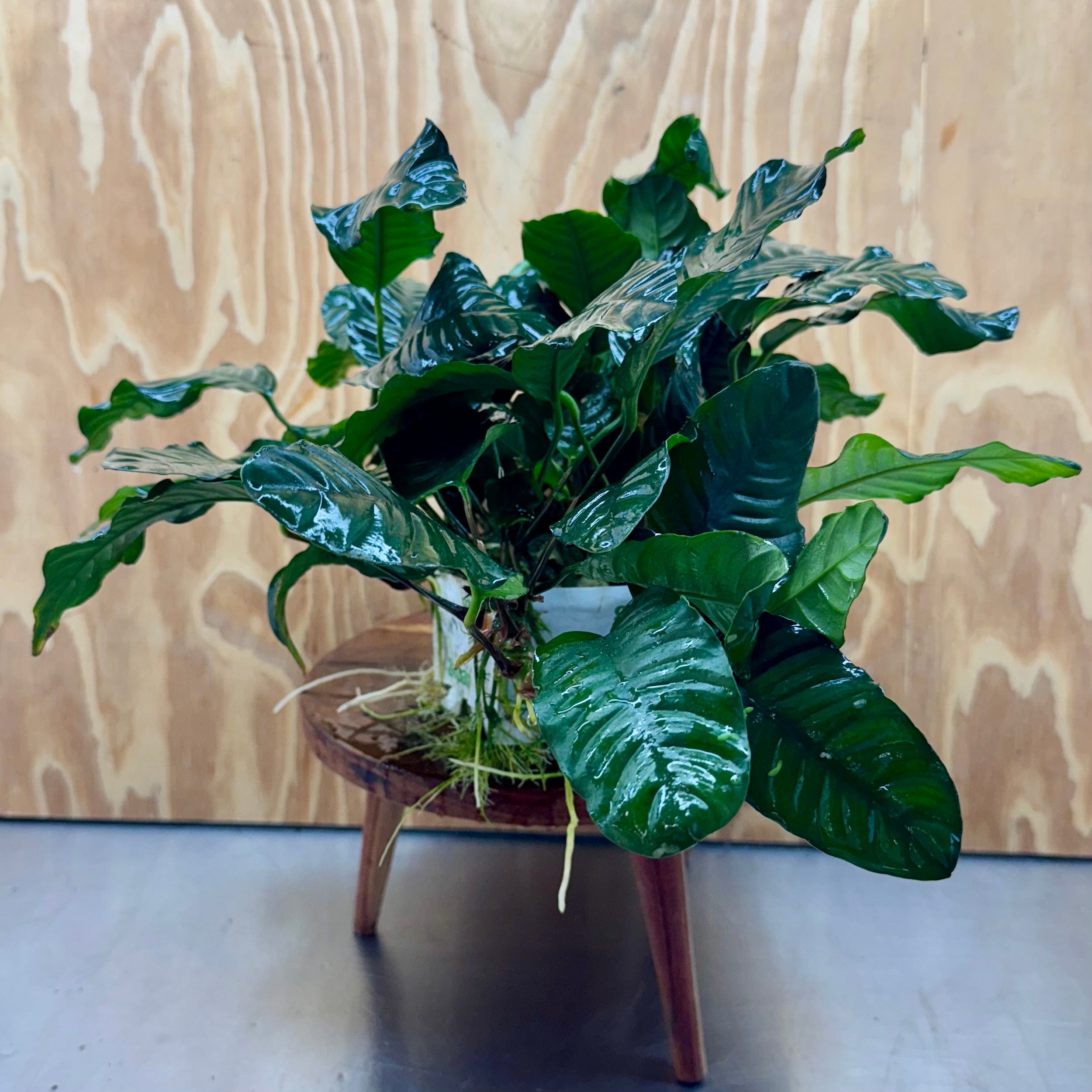 Pisces Enterprises One Only Anubias Coffeefolia Mother Plant - Extra-special, Advanced Plant - One only Anubias Mother Plants - Aquarium Plants Australia