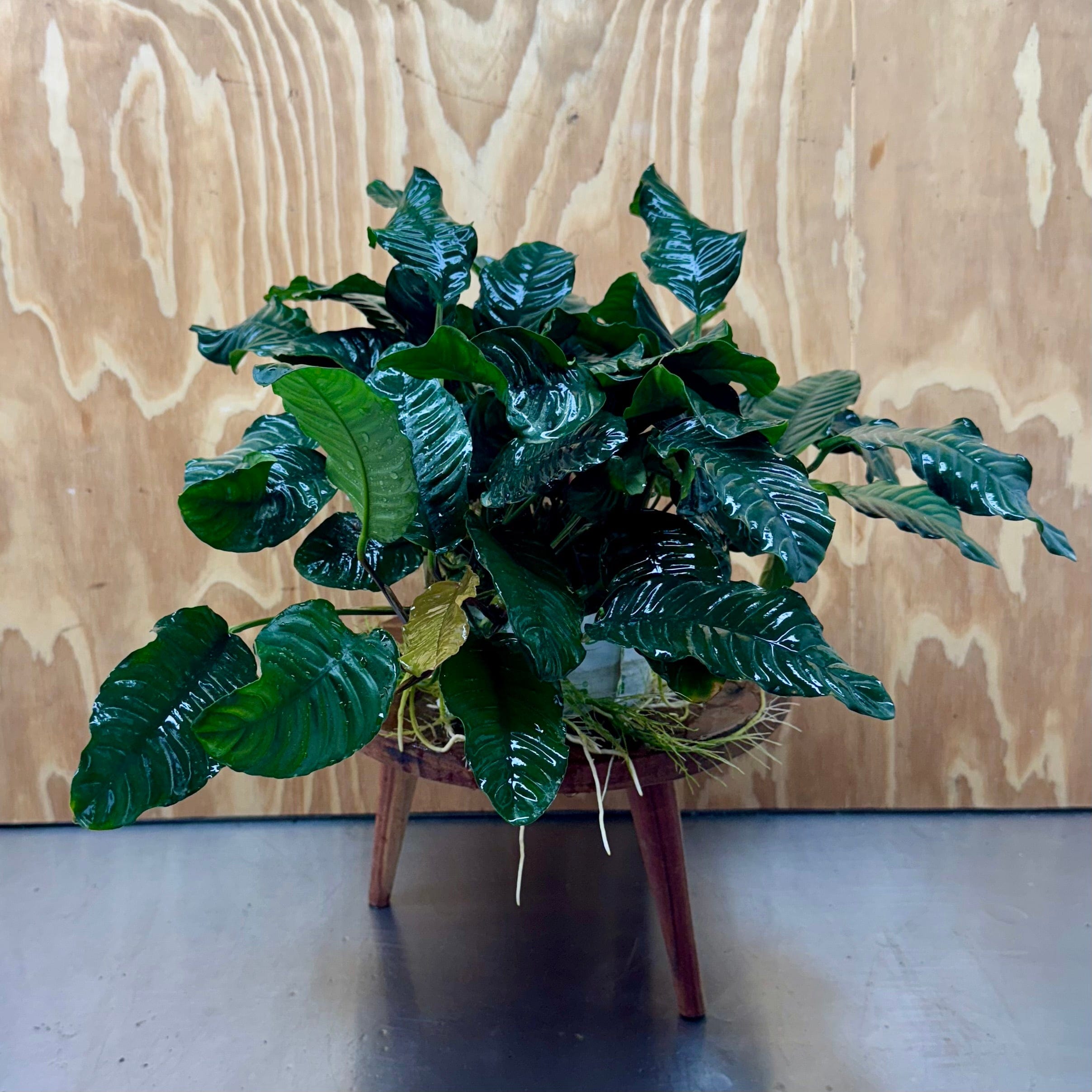 Pisces Enterprises One Only Anubias Coffeefolia Mother Plant - Extra-special, Advanced Plant - One only Anubias Mother Plants - Aquarium Plants Australia