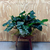 Pisces Enterprises One Only Anubias Coffeefolia Mother Plant - Extra-special, Advanced Plant - One only Anubias Mother Plants - Aquarium Plants Australia
