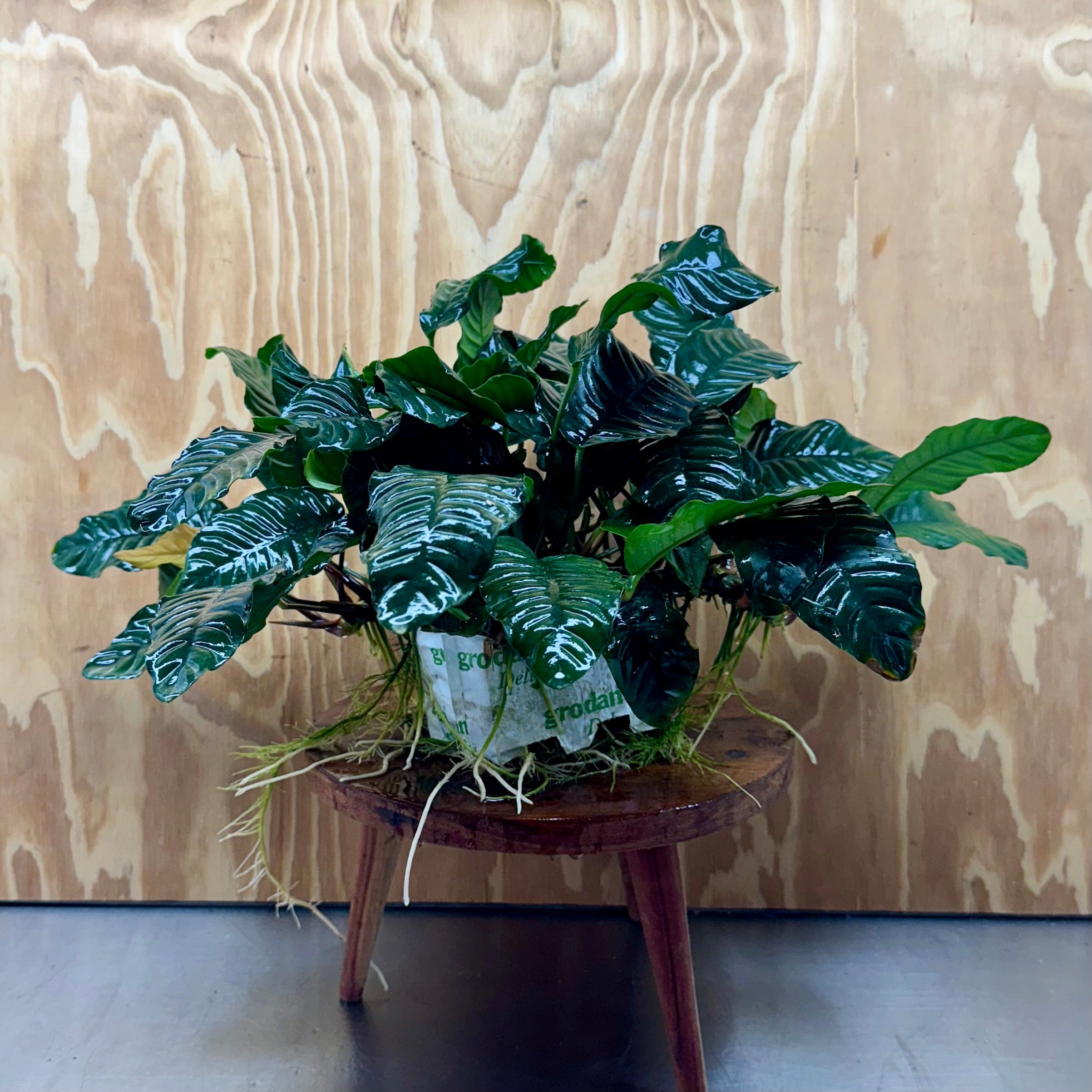 Pisces Enterprises One Only Anubias Coffeefolia Mother Plant - Extra-special, Advanced Plant - One only Anubias Mother Plants - Aquarium Plants Australia