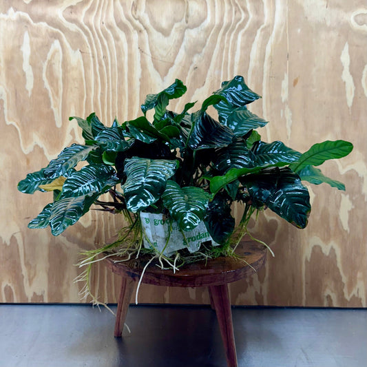 Pisces Enterprises One Only Anubias Coffeefolia Mother Plant - Extra-special, Advanced Plant - One only Anubias Mother Plants - Aquarium Plants Australia