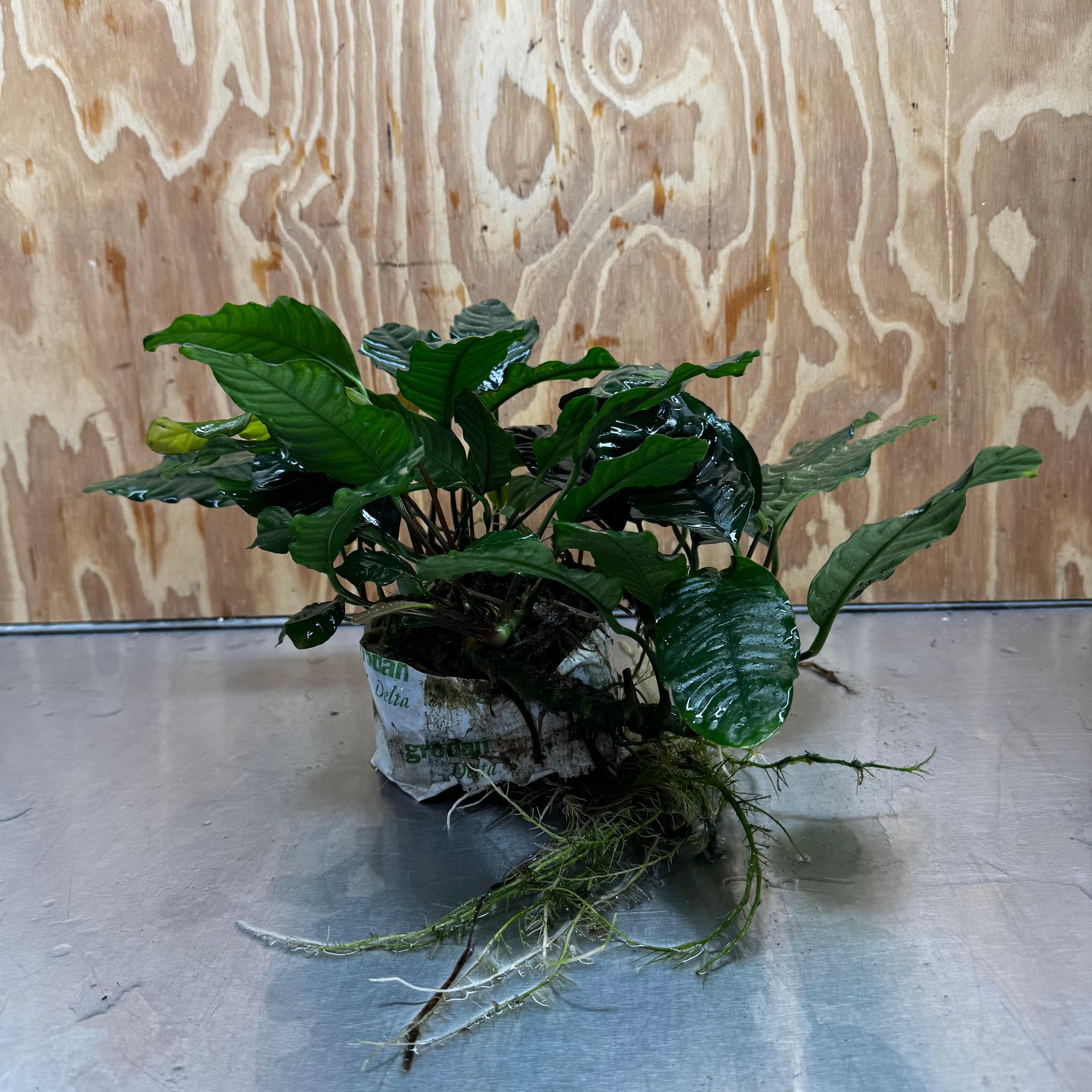 Pisces Enterprises One Only Anubias Coffeefolia Mother Plant - Extra-special, Advanced Plant - One only Anubias Mother Plants - Aquarium Plants Australia