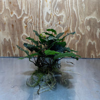 Pisces Enterprises One Only Anubias Coffeefolia Mother Plant - Extra-special, Advanced Plant - One only Anubias Mother Plants - Aquarium Plants Australia