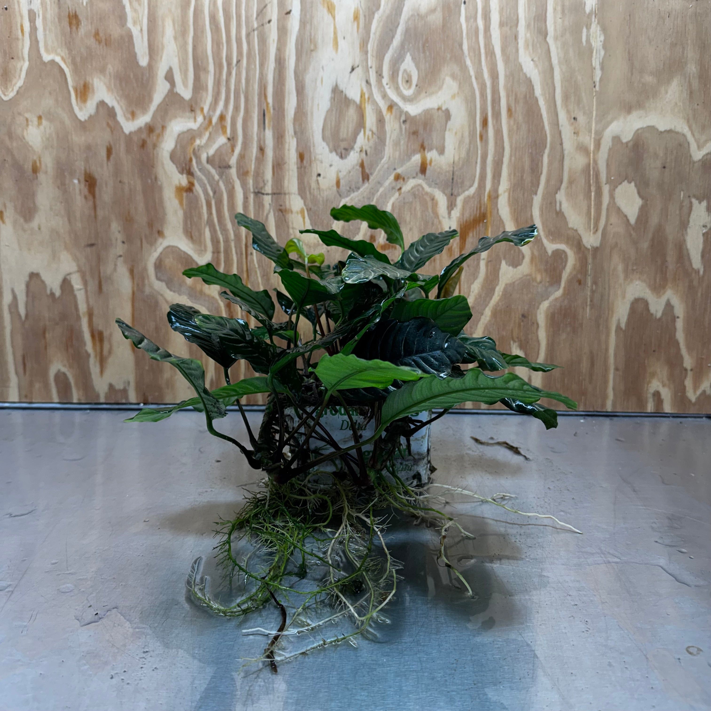 Pisces Enterprises One Only Anubias Coffeefolia Mother Plant - Extra-special, Advanced Plant - One only Anubias Mother Plants - Aquarium Plants Australia