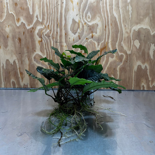Pisces Enterprises One Only Anubias Coffeefolia Mother Plant - Extra-special, Advanced Plant - One only Anubias Mother Plants - Aquarium Plants Australia