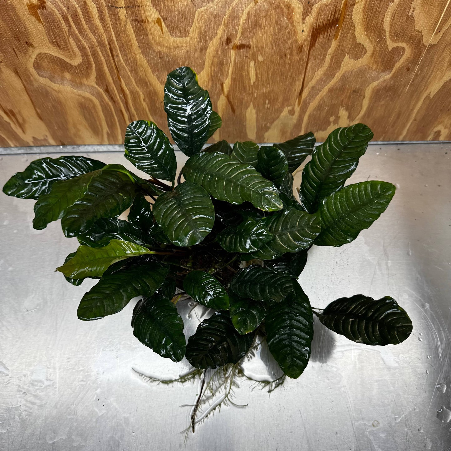 Pisces Enterprises One Only Anubias Coffeefolia Mother Plant - Extra-special, Advanced Plant - One only Anubias Mother Plants - Aquarium Plants Australia