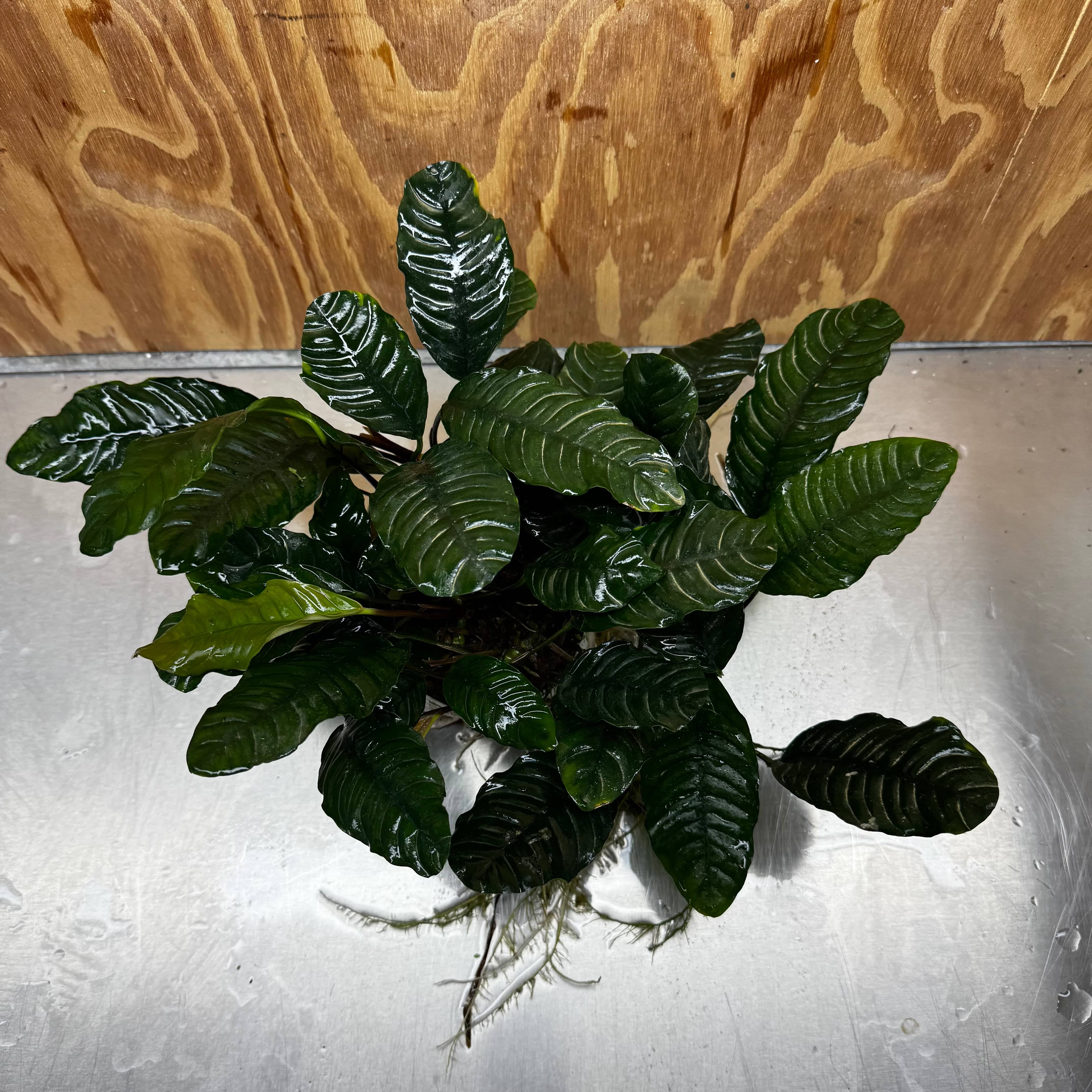 Pisces Enterprises One Only Anubias Coffeefolia Mother Plant - Extra-special, Advanced Plant - One only Anubias Mother Plants - Aquarium Plants Australia