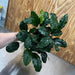 Pisces Enterprises One Only Anubias Coffeefolia Mother Plant - Extra-special, Advanced Plant - One only Anubias Mother Plants - Aquarium Plants Australia