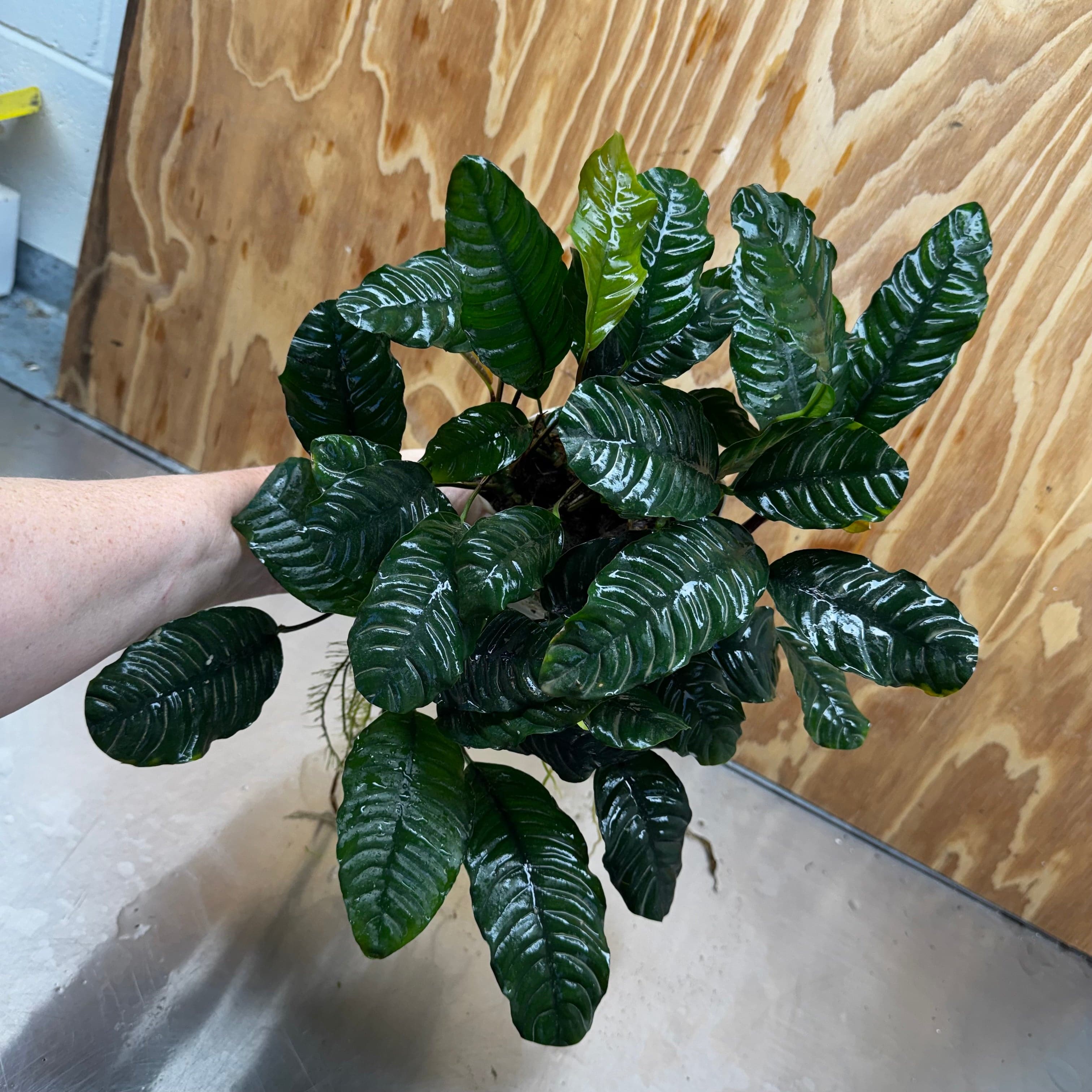 Pisces Enterprises One Only Anubias Coffeefolia Mother Plant - Extra-special, Advanced Plant - One only Anubias Mother Plants - Aquarium Plants Australia