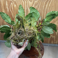 Pisces Enterprises One Only Anubias Coffeefolia Mother Plant - Extra-special, Advanced Plant - One only Anubias Mother Plants - Aquarium Plants Australia