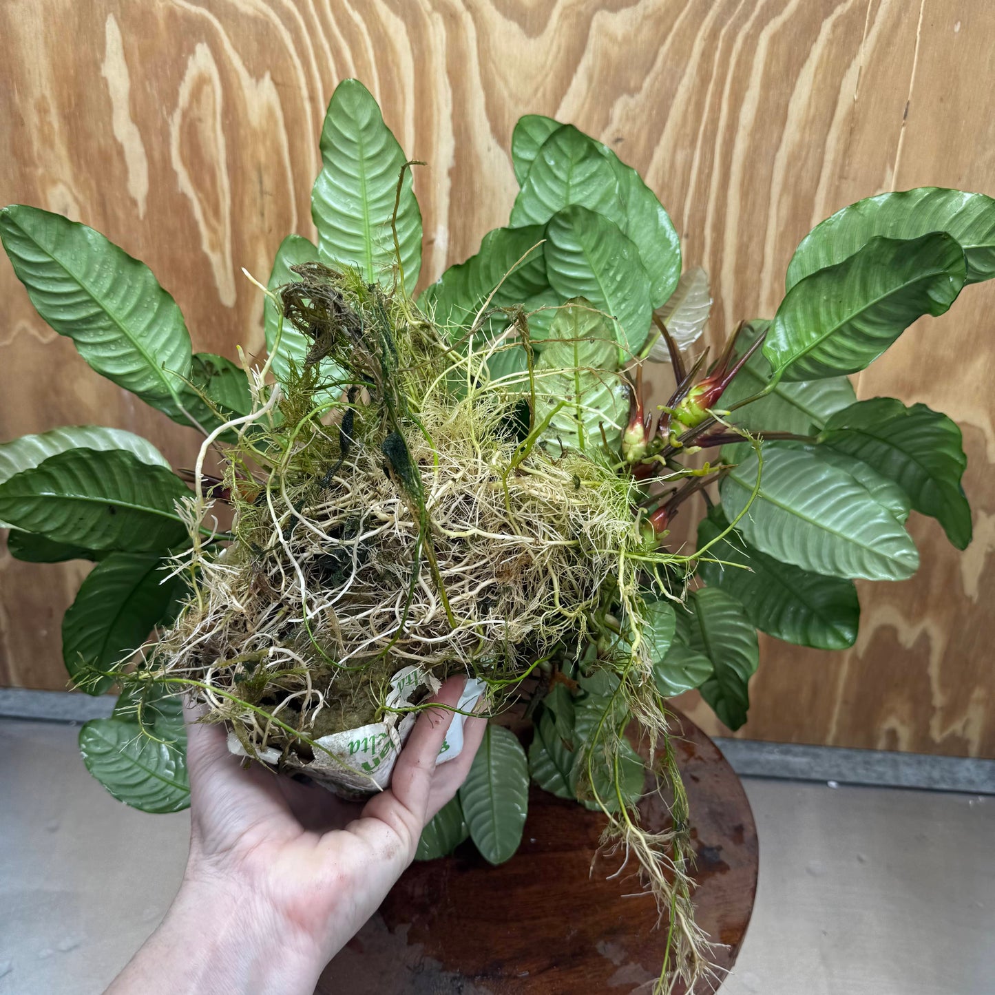 Pisces Enterprises One Only Anubias Coffeefolia Mother Plant - Extra-special, Advanced Plant - One only Anubias Mother Plants - Aquarium Plants Australia