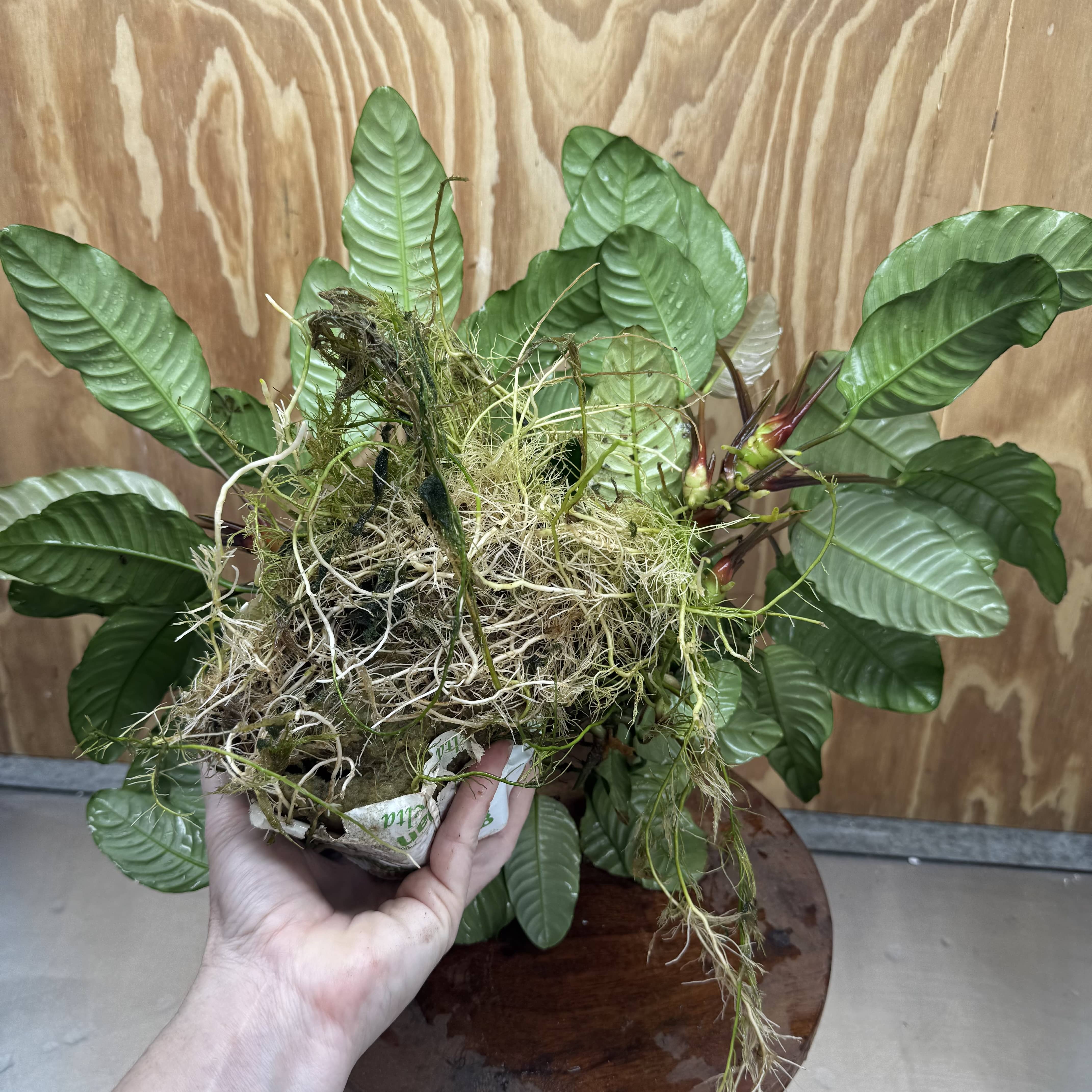 Pisces Enterprises One Only Anubias Coffeefolia Mother Plant - Extra-special, Advanced Plant - One only Anubias Mother Plants - Aquarium Plants Australia