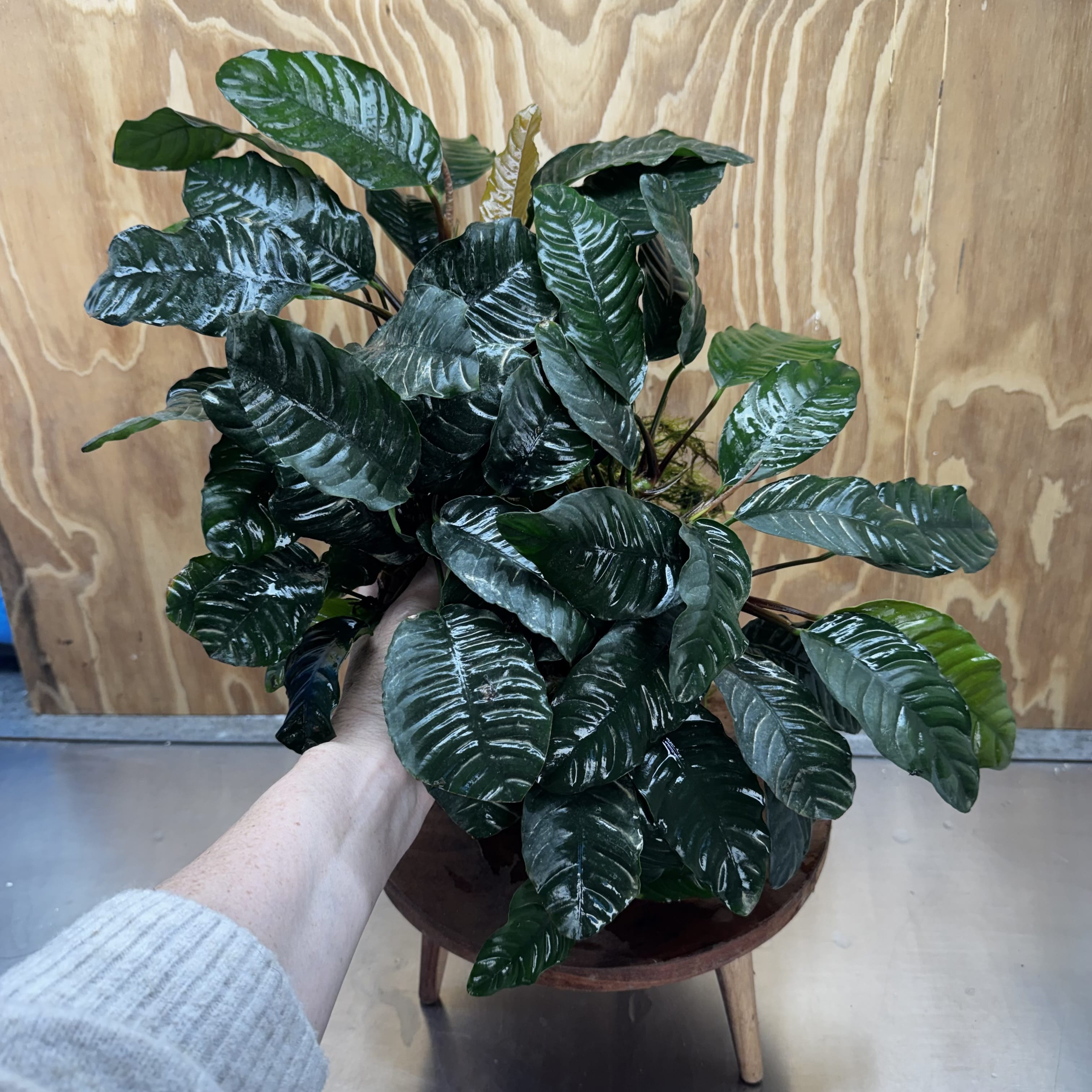 Pisces Enterprises One Only Anubias Coffeefolia Mother Plant - Extra-special, Advanced Plant - One only Anubias Mother Plants - Aquarium Plants Australia