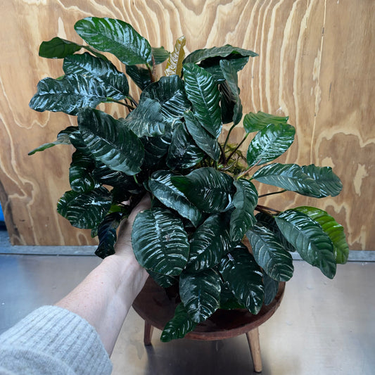 Pisces Enterprises One Only Anubias Coffeefolia Mother Plant - Extra-special, Advanced Plant - One only Anubias Mother Plants - Aquarium Plants Australia