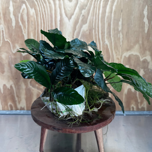 Pisces Enterprises One Only Anubias Coffeefolia Mother Plant - Extra-special, Advanced Plant - One only Anubias Mother Plants - Aquarium Plants Australia