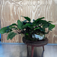 Pisces Enterprises One Only Anubias Coffeefolia Mother Plant - Extra-special, Advanced Plant - One only Anubias Mother Plants - Aquarium Plants Australia