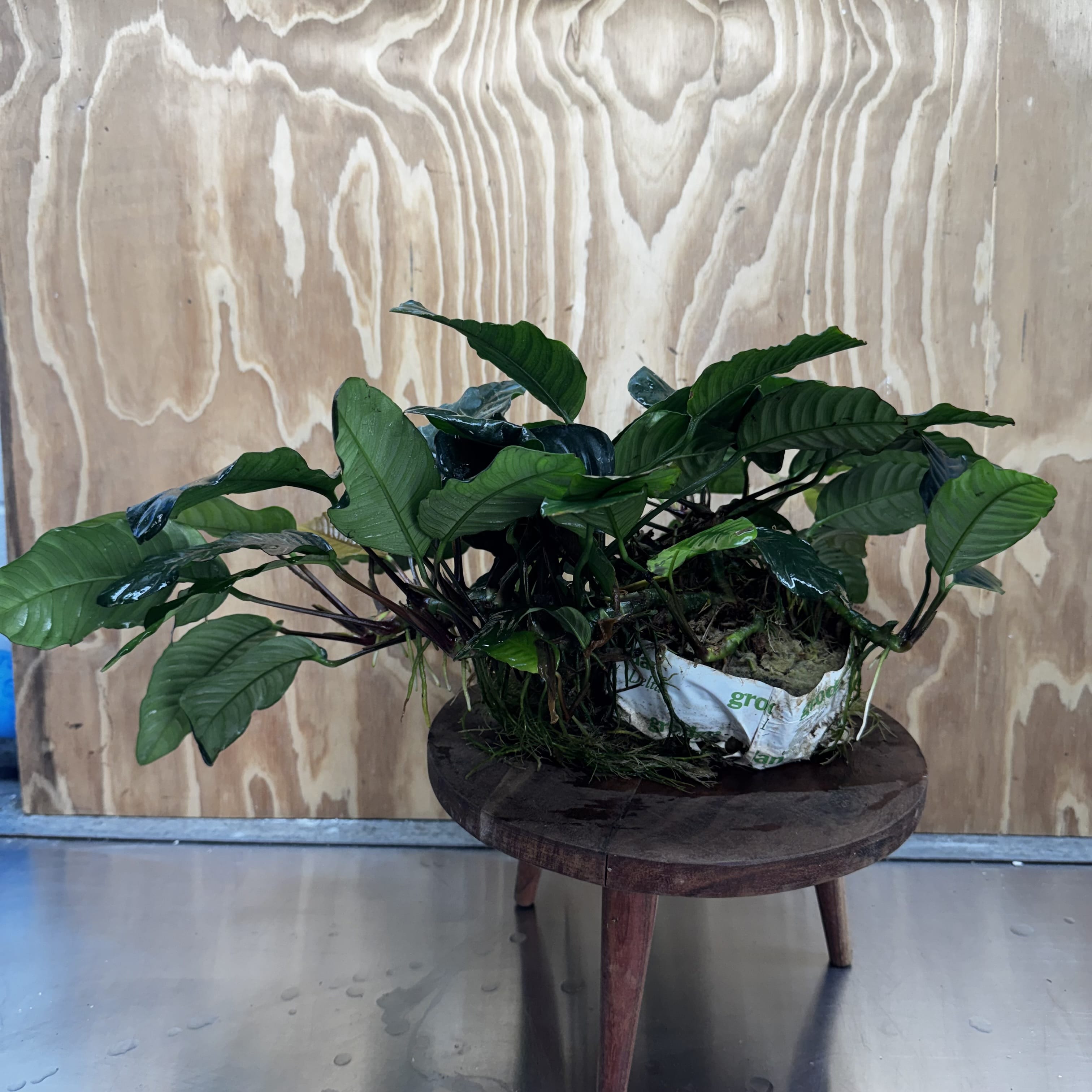 Pisces Enterprises One Only Anubias Coffeefolia Mother Plant - Extra-special, Advanced Plant - One only Anubias Mother Plants - Aquarium Plants Australia