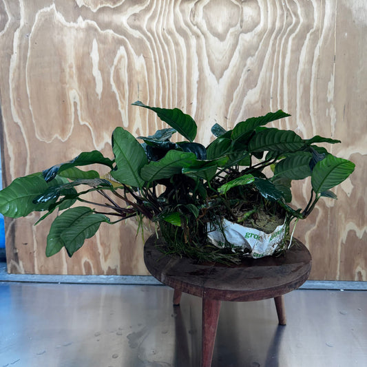 Pisces Enterprises One Only Anubias Coffeefolia Mother Plant - Extra-special, Advanced Plant - One only Anubias Mother Plants - Aquarium Plants Australia