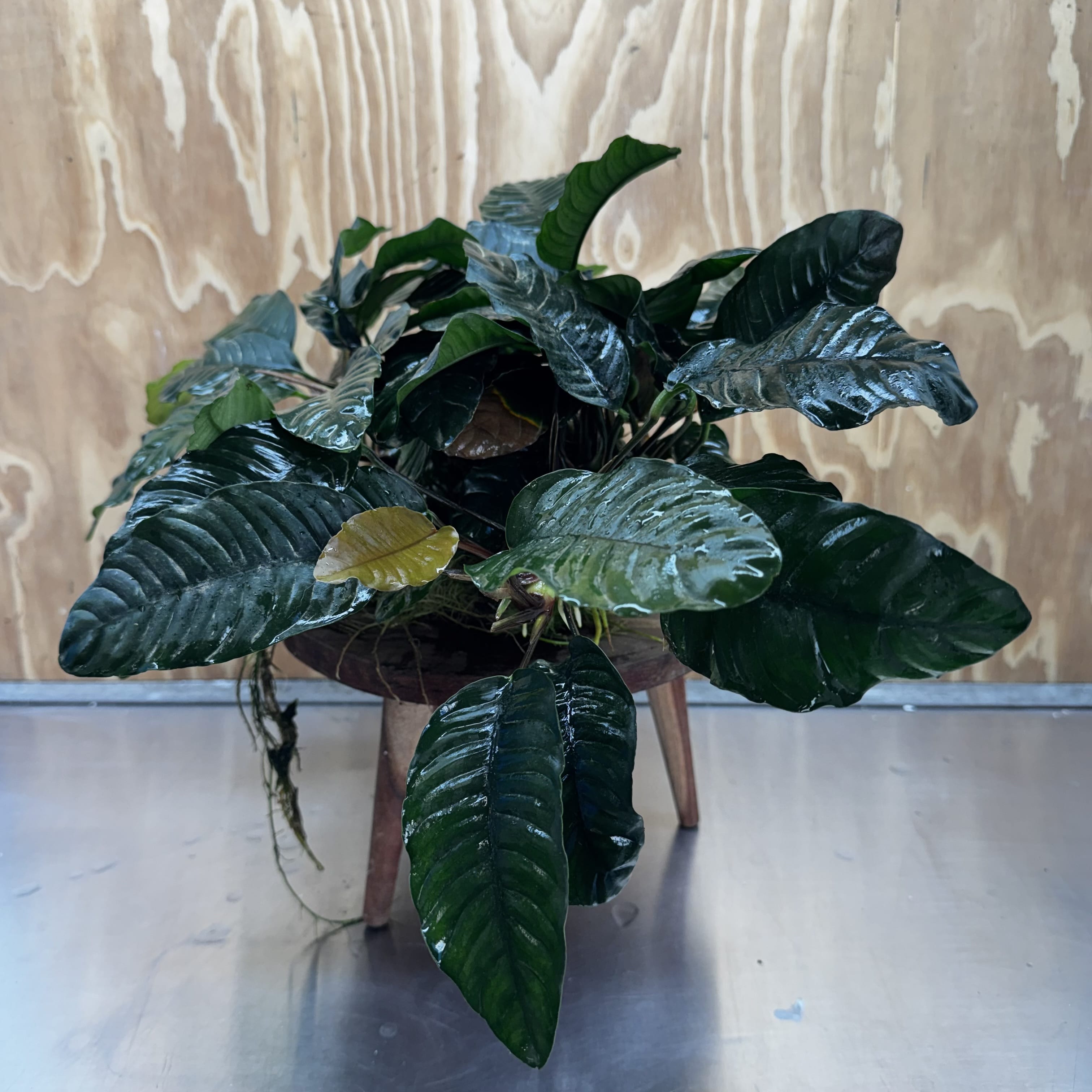 Pisces Enterprises One Only Anubias Coffeefolia Mother Plant - Extra-special, Advanced Plant - One only Anubias Mother Plants - Aquarium Plants Australia