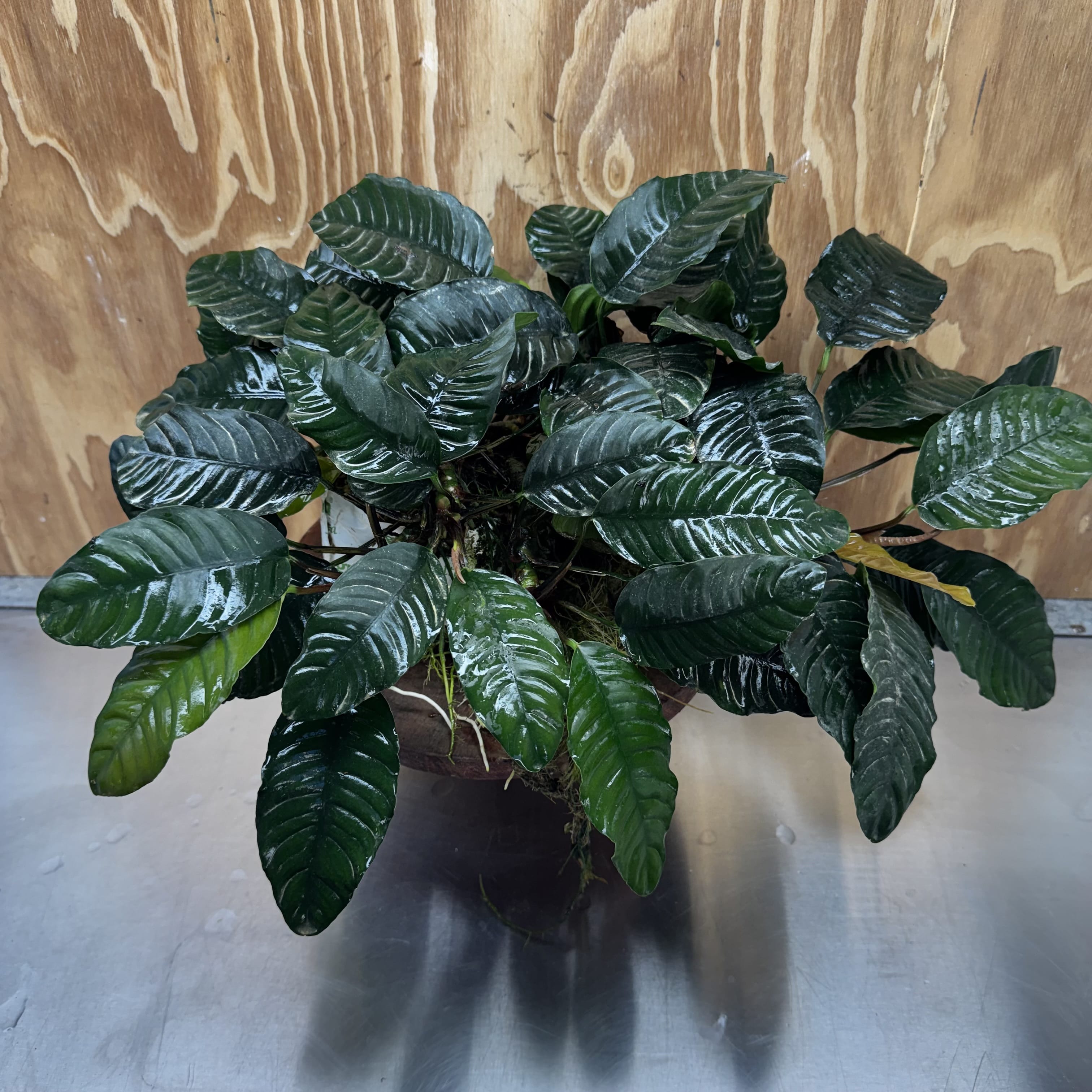 Pisces Enterprises One Only Anubias Coffeefolia Mother Plant - Extra-special, Advanced Plant - One only Anubias Mother Plants - Aquarium Plants Australia