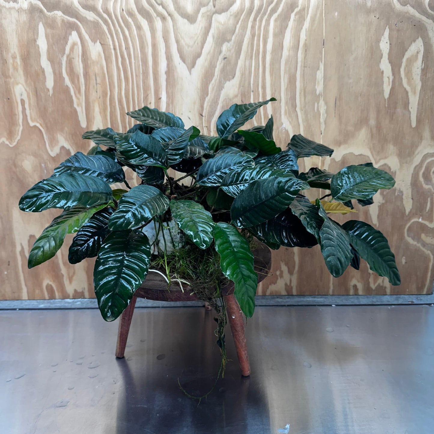 Pisces Enterprises One Only Anubias Coffeefolia Mother Plant - Extra-special, Advanced Plant - One only Anubias Mother Plants - Aquarium Plants Australia