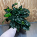 Pisces Enterprises One Only Anubias Coffeefolia Mother Plant - Extra-special, Advanced Plant - One only Anubias Mother Plants - Aquarium Plants Australia