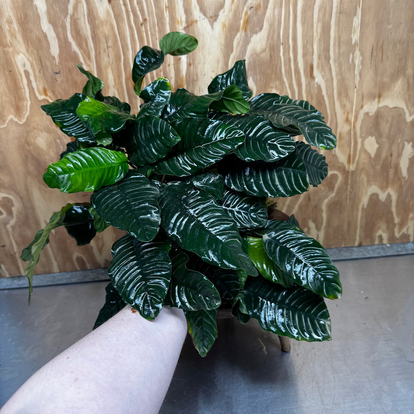 Pisces Enterprises One Only Anubias Coffeefolia Mother Plant - Extra-special, Advanced Plant - One only Anubias Mother Plants - Aquarium Plants Australia