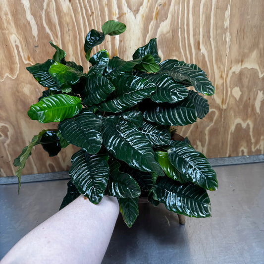 Pisces Enterprises One Only Anubias Coffeefolia Mother Plant - Extra-special, Advanced Plant - One only Anubias Mother Plants - Aquarium Plants Australia
