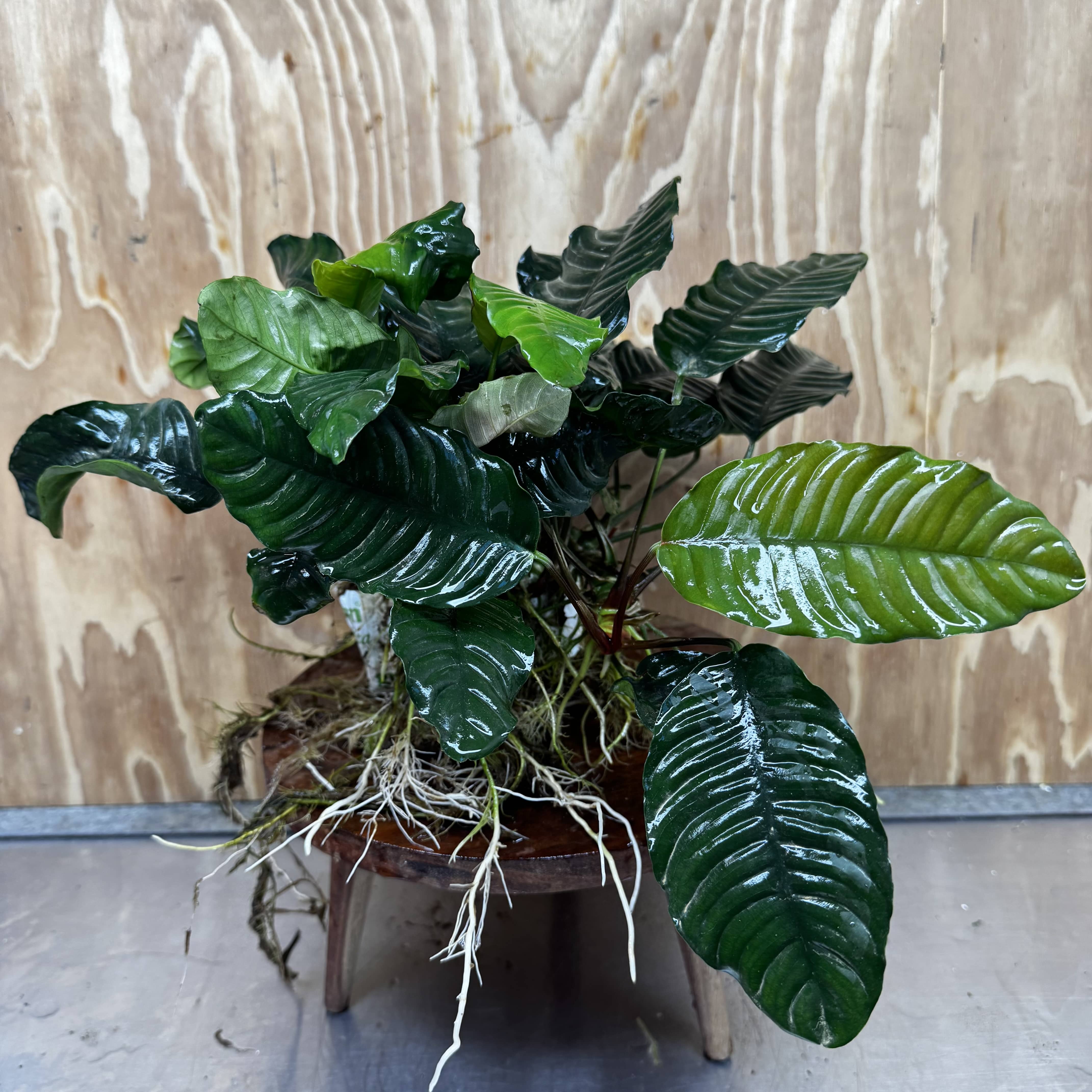 Pisces Enterprises One Only Anubias Coffeefolia Mother Plant - Extra-special, Advanced Plant - One only Anubias Mother Plants - Aquarium Plants Australia