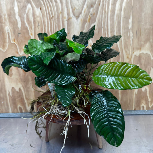 Pisces Enterprises One Only Anubias Coffeefolia Mother Plant - Extra-special, Advanced Plant - One only Anubias Mother Plants - Aquarium Plants Australia