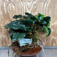 Pisces Enterprises One Only Anubias Coffeefolia Mother Plant - Extra-special, Advanced Plant - One only Anubias Mother Plants - Aquarium Plants Australia