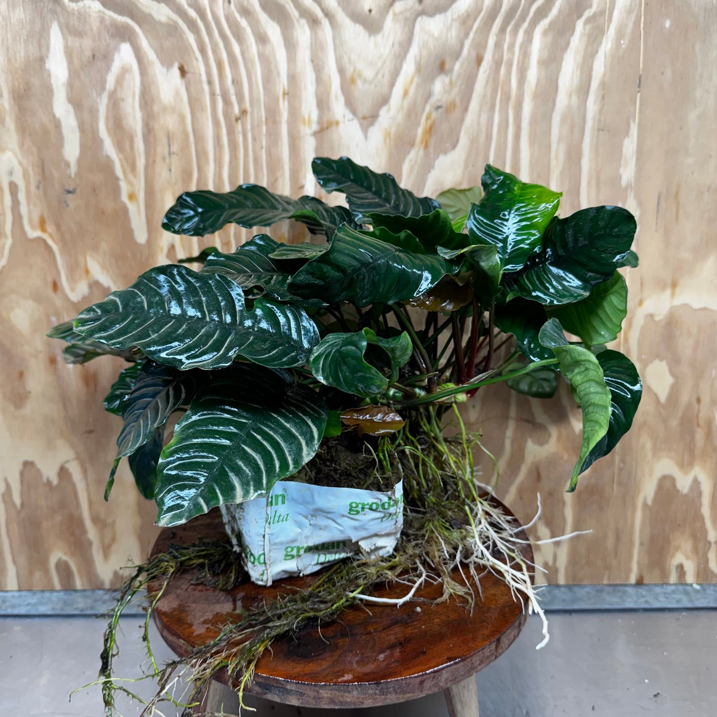 Pisces Enterprises One Only Anubias Coffeefolia Mother Plant - Extra-special, Advanced Plant - One only Anubias Mother Plants - Aquarium Plants Australia