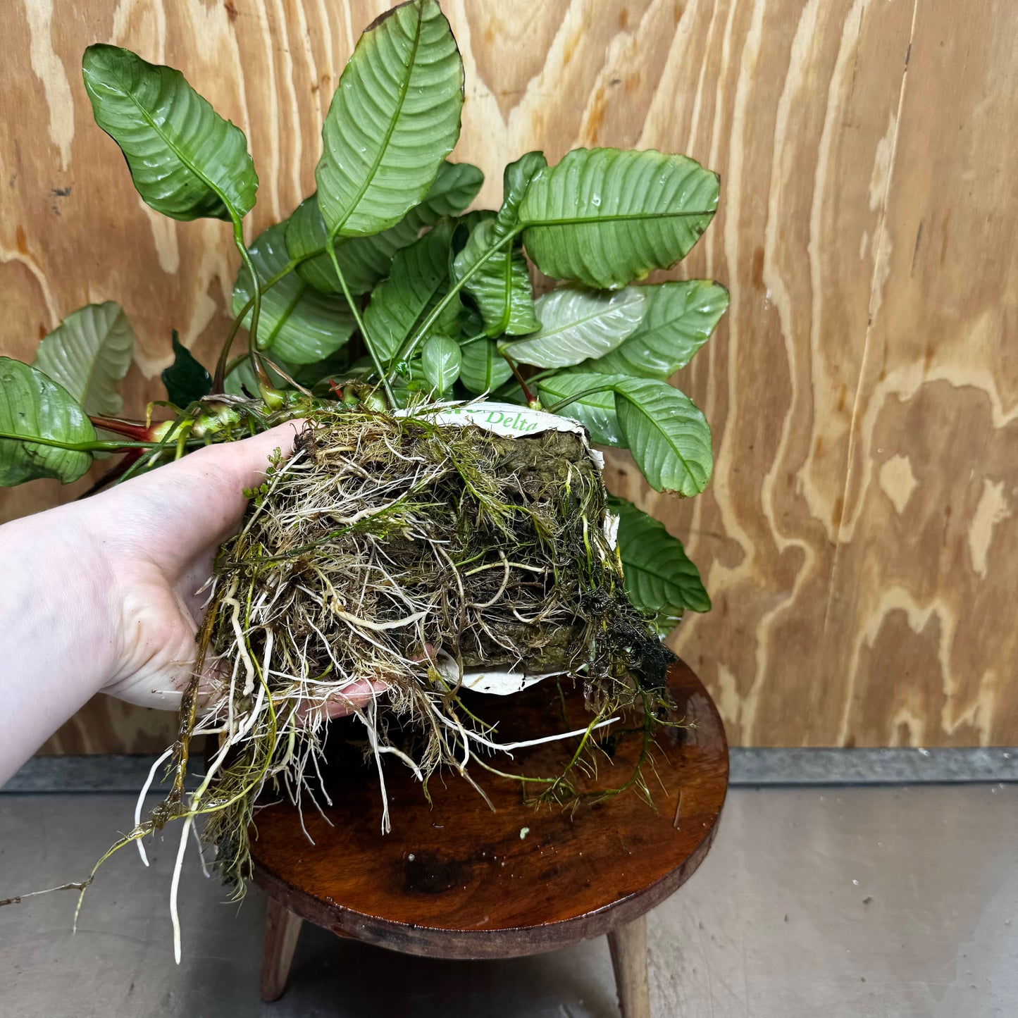 Pisces Enterprises One Only Anubias Coffeefolia Mother Plant - Extra-special, Advanced Plant - One only Anubias Mother Plants - Aquarium Plants Australia